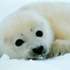 Baby_seal